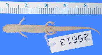 Media type: image; Herpetology A-25613